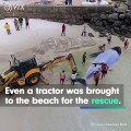 Un groupe de personnes a remarqué cette baleine sur le rivage et la façon dont ils l'ont sauvé est vraiment INCROYABLE!
