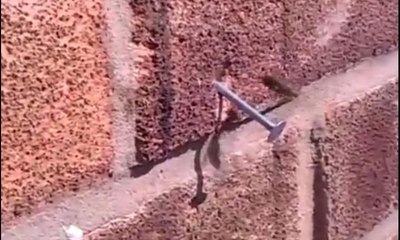 Bir arı bu kadar güçlü olabilir mi?