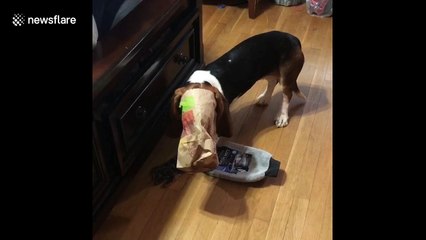 Basset hound caught with head in fast food bag