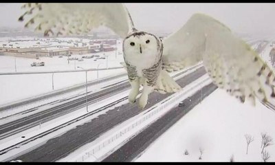 Görüntüsüyle büyüleyen kar baykuşu kameraya takıldı