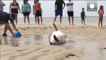 Ce requin s'est échoué sur la plage et des touristes viennent l'aider à regagner la mer