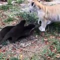Deux otaries veulent jouer avec un bébé tigre