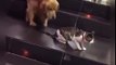 dog breaks up cat fight Funny Video