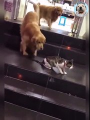dog breaks up cat fight Funny Video