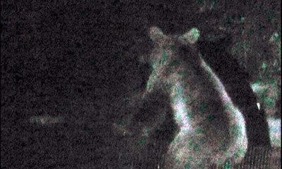 Alabalık tesisine giren ayı turistleri korkuttu