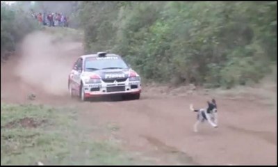 Dünyanın en şanslı köpeği