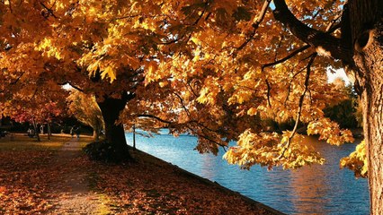 SKATING IN CENTRAL PARK