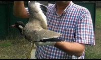 Türkiye'de nadir görülen kuşu vurdular