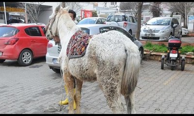 Kuyruğunu kesip kırbaçla güzünü kör ettikleri atı sokağa attılar