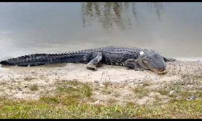 Önce kafa attı, ardından mideye indirdi