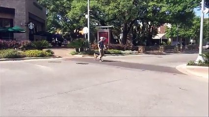 Austin Dog Training (512) 927-9443 Precision K9 Work