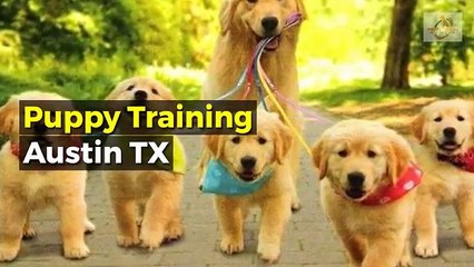 Puppy training Austin  - Precision K9 Work