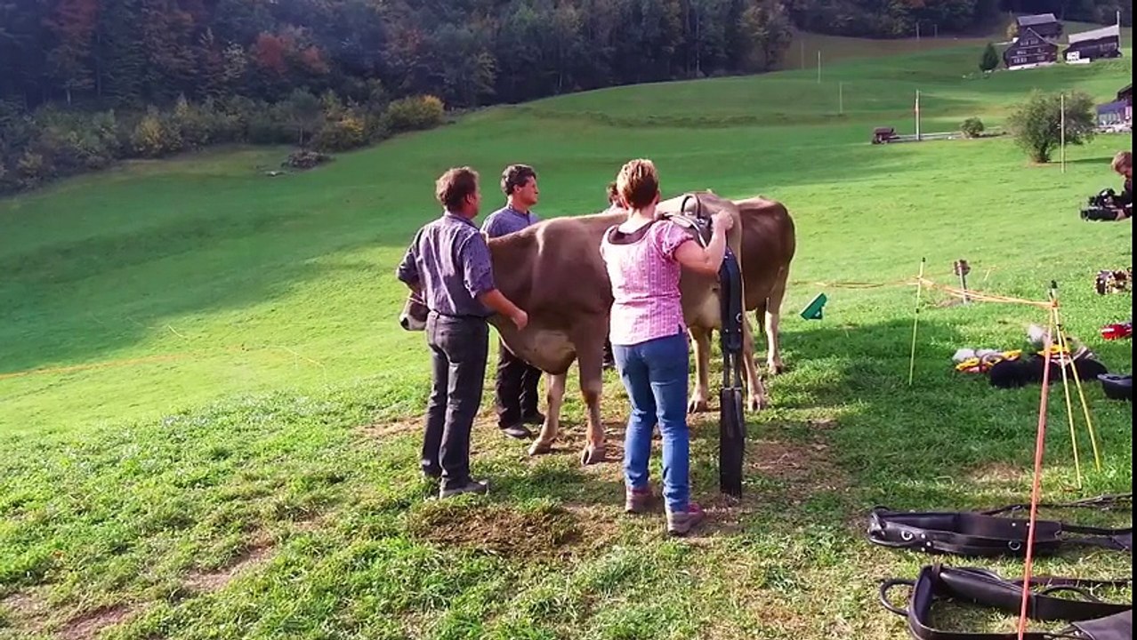 Anlässlich des Kuhrennens am Sonntag in Flumserberg sattelte unsere Redaktorin Melanie Steiger diese Woche beim Kuhreit-Training für die Medien für einmal eine