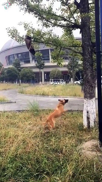 Dog Training Tips How to Train a Dog