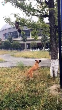 Dog Training Tips How to Train a Dog