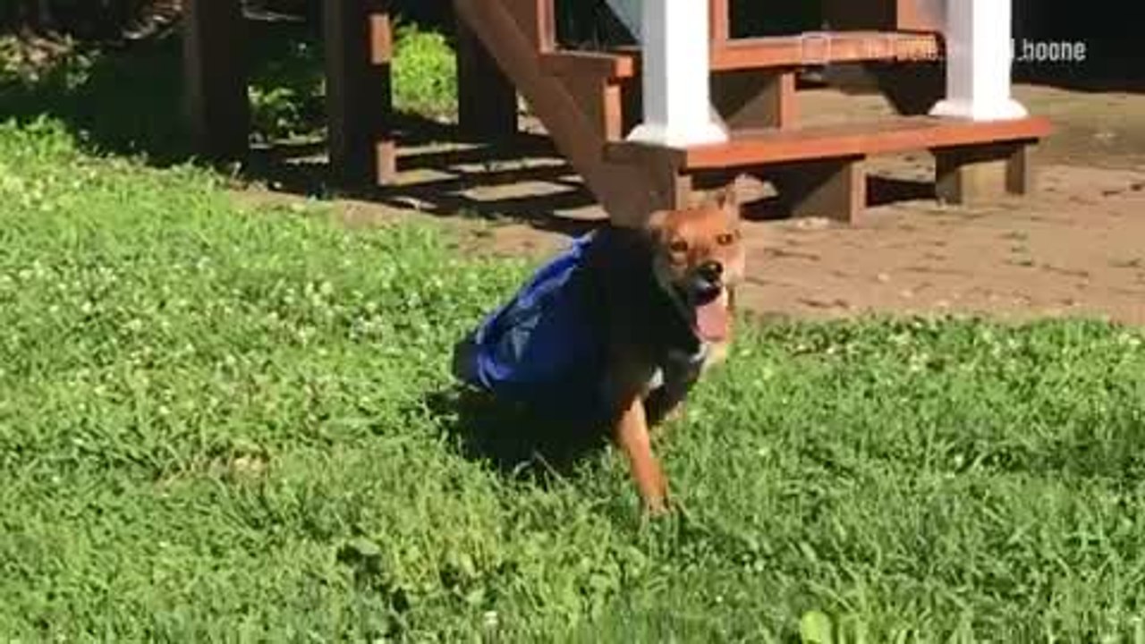 A Little Help For Disabled Animals video Dailymotion