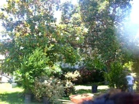 Desperate Housewives