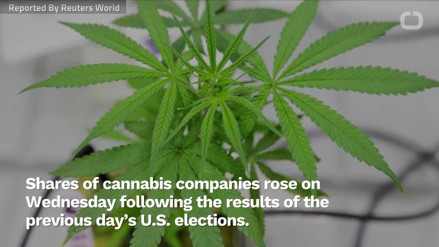 Cannabis Shares Rise As U.S. Voters Support Legalization