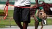 Florida Passes Amendment To End Greyhound Racing