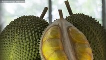 Stinky Durian Fruit Grounds Passenger Plane