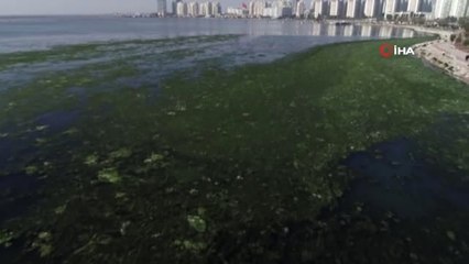 İzmir Körfezi'ndeki Deniz Marulları Temizlendi