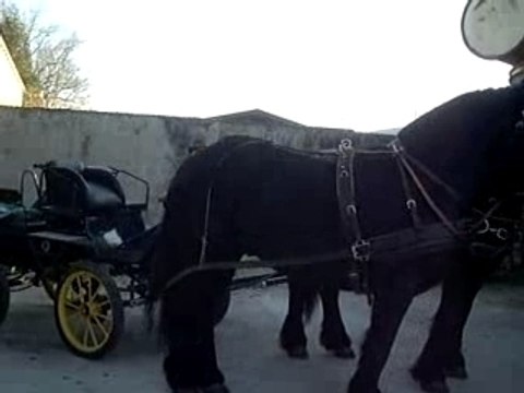 Attelage en paire avec les frisonnes