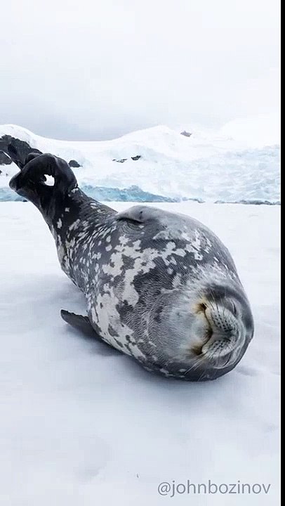 Seal makes strange sounds while sleeping Funny Video