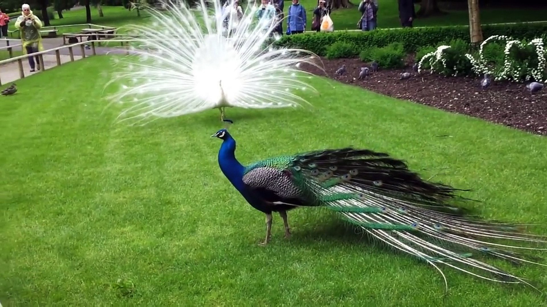 White Peacock Vs Blue Peacock Video Dailymotion