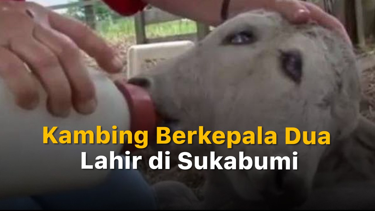 Heboh, Ada Kambing Berkepala Dua dan Bermata Empat