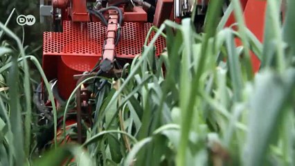 Belgiens gefährliches Erbe | DW Deutsch