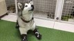 Cadela Ruta aprende a andar após perder as patas congeladas