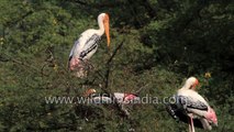 Nesting colony of Painted stork