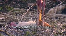 Nesting colony of Painted storks in Delhi