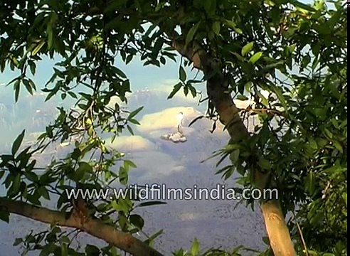 Openbill Stork searches for molluscs Little Cormorant on Ken river