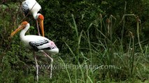 Painted stork forages on irrigated pastures in Rajasthan
