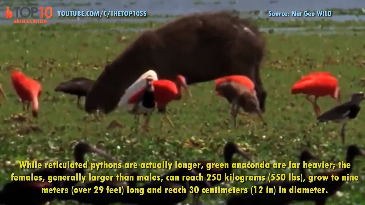 Terrifying Creatures Of The Amazon River - Most Deadliest Amazon Creatures - Anaconda