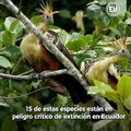 Colibrí recién descubierto está en peligro crítico de extinción, al igual que otras 14 especies de aves en #Ecuador ►