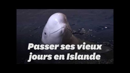 Un sanctuaire pour baleines retraitées va ouvrir au printemps