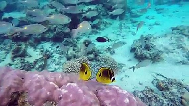 Snorkeling Magic among hundreds of tropical fish and coral gardens at Aroa Lagoonarium Marine Reserve Raui directly in front of The Rarotongan Beach Resort &