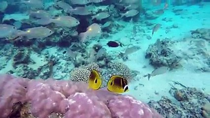 Video herunterladen: Snorkeling Magic among hundreds of tropical fish and coral gardens at Aroa Lagoonarium Marine Reserve 