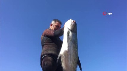 Zıpkınla 1,5 Metre Boyunda 40 Kiloluk Liça Balığını Avladı