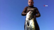 Zıpkınla 1,5 metre boyunda 40 kiloluk liça balığını avladı