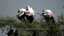 Painted storks make their homes on a tree