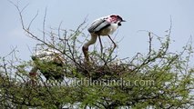 Painted Storks nesting colony in Keoladeo National Park Rajasthan