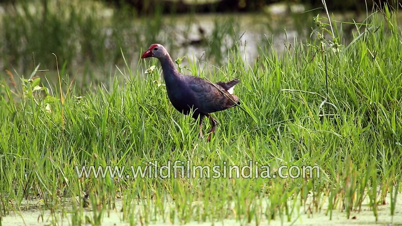 Purple moorhen forages in marshland - Rajasthan