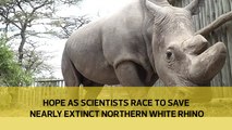 Hope as scientists race to save nearly extinct northern white rhino