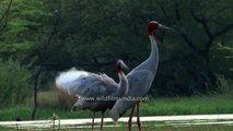 Sarus cranes- large non-migratory cranes of Indian Subcontinent