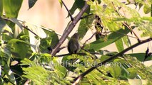 Tailor Bird along Rangeet River in Sikkim