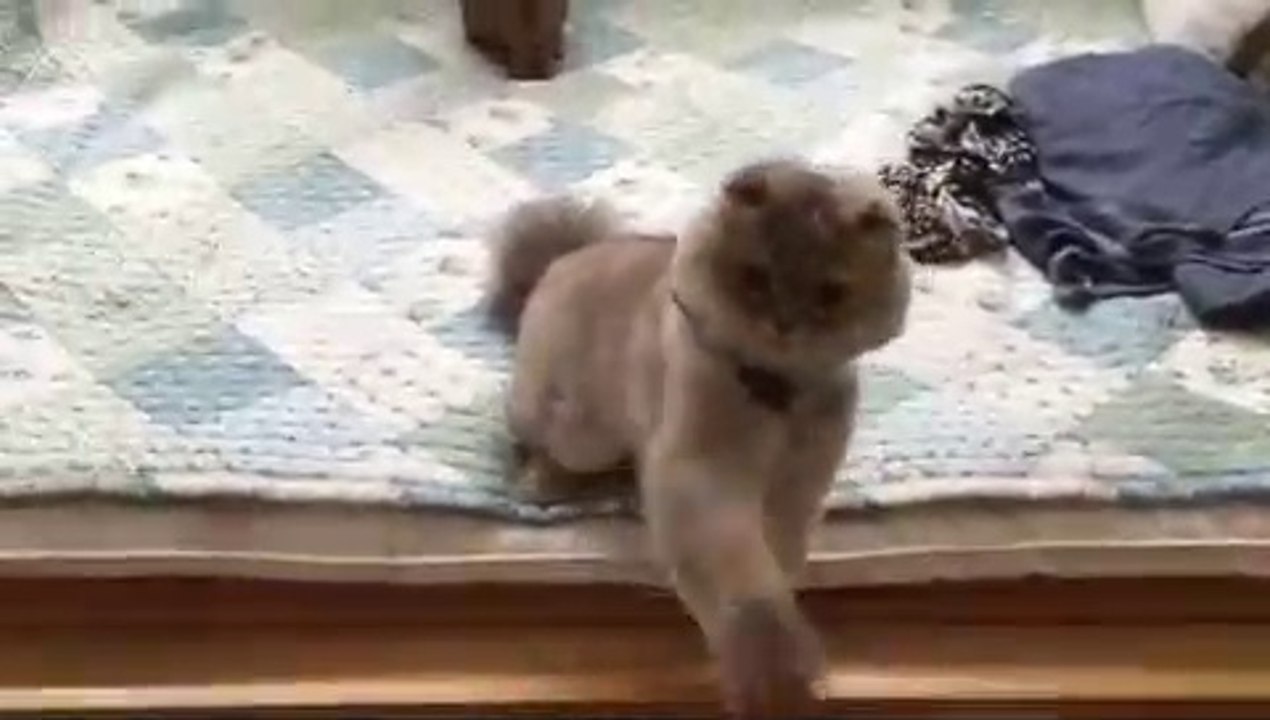 Playful cat
