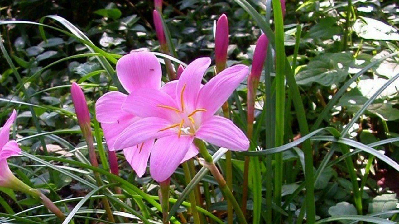 Pink Rain Lily